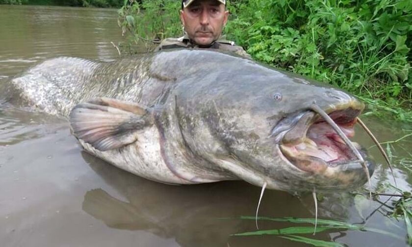 Τσέρνομπιλ: Δείτε τα ψάρια-τέρατα που κυκλοφορούν σήμερα στα ποτάμια του