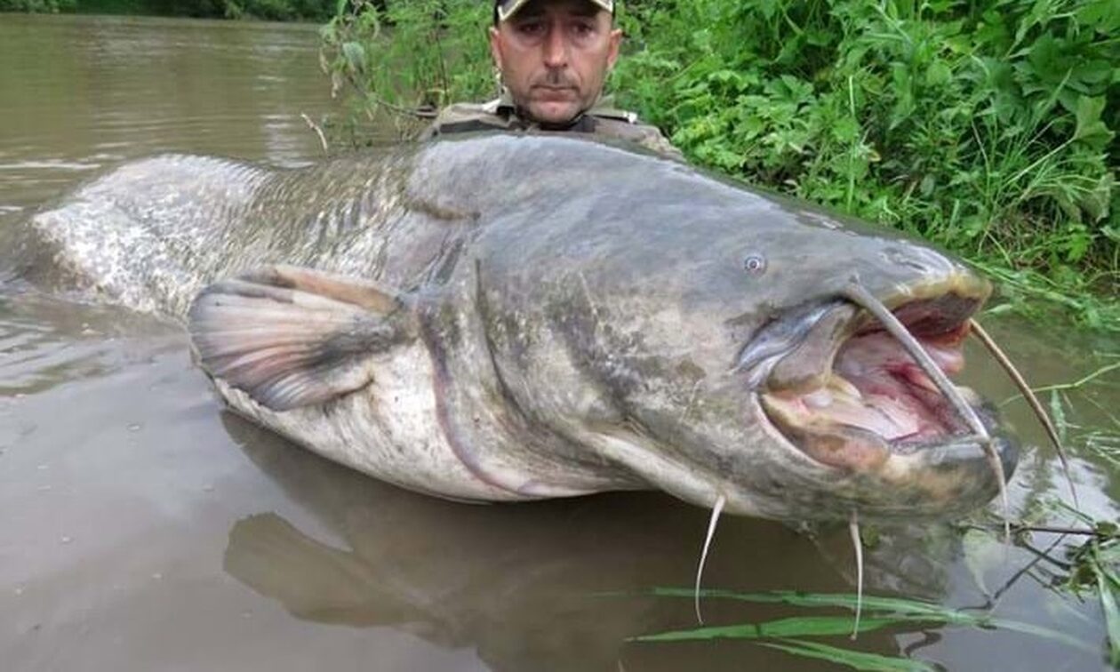 Τσέρνομπιλ: Δείτε τα ψάρια-τέρατα που κυκλοφορούν σήμερα στα ποτάμια του