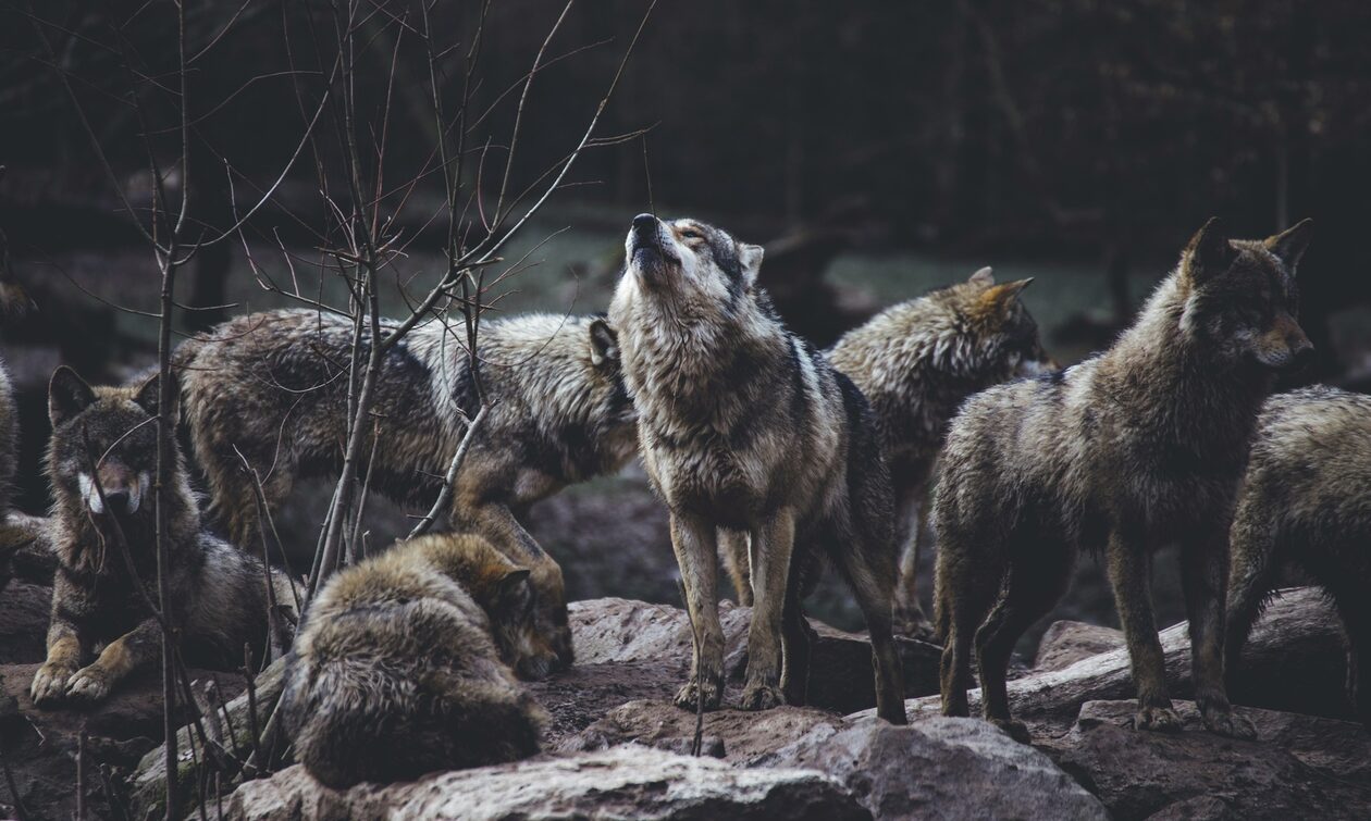 Πώς οι μεταλλαγμένοι λύκοι του Τσερνομπίλ απέκτησαν μια σπάνια υπερδύναμη