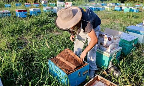 Έβρος: Κραυγή αγωνίας από τους μελισσοκόμους – «Τα πάντα κάηκαν, έξι μήνες είμαστε σαν χαμένοι»