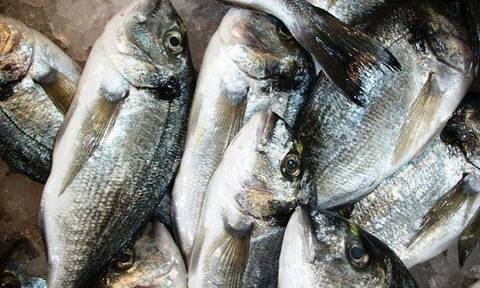 Απίστευτο περιστατικό στο Πόρτο Χέλι: Προσπάθησε να κλέψει 78 κιλά ψάρια από ιχθυοκαλλιέργεια
