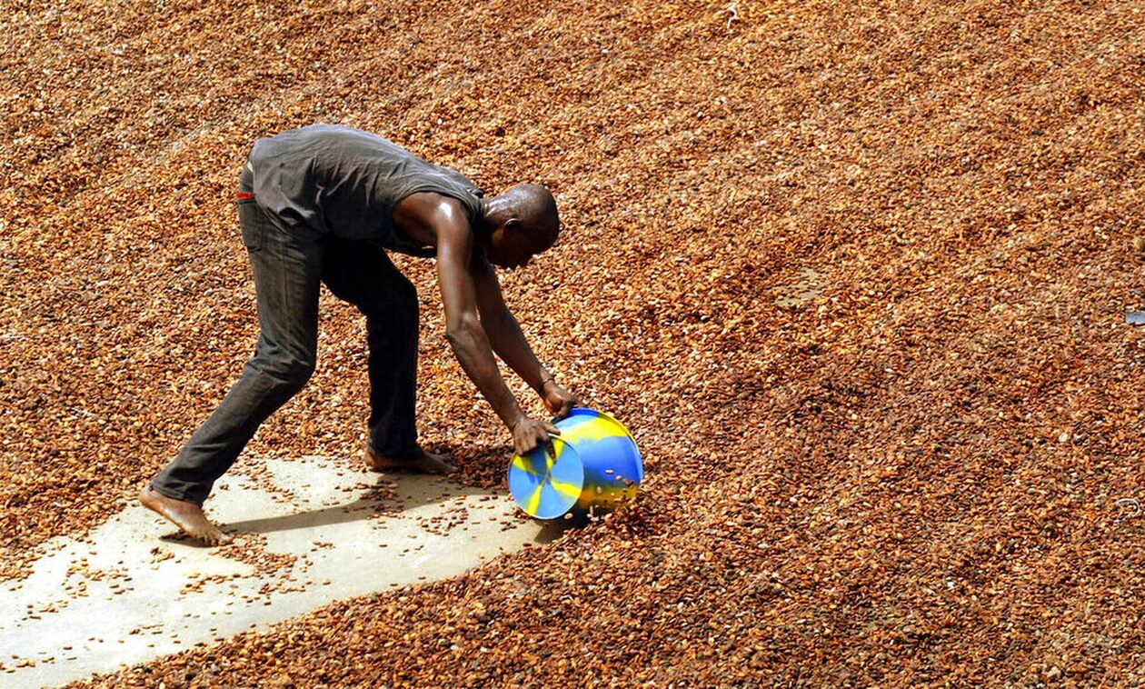 Η μεγάλη «μάχη του κακάο»: Κερδοσκόποι και κλιματική αλλαγή απειλούν τη σοκολάτα - Ράλι στις τιμές