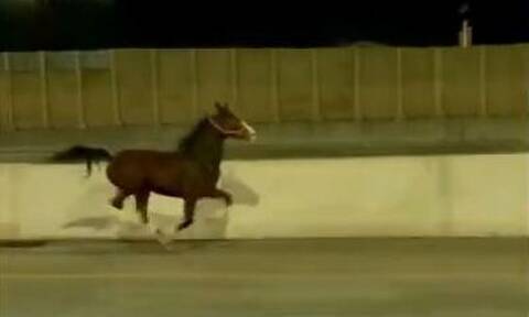 ΗΠΑ: Άλογο κάλπασε σε αυτοκινητόδρομο στη Φιλαδέλφεια