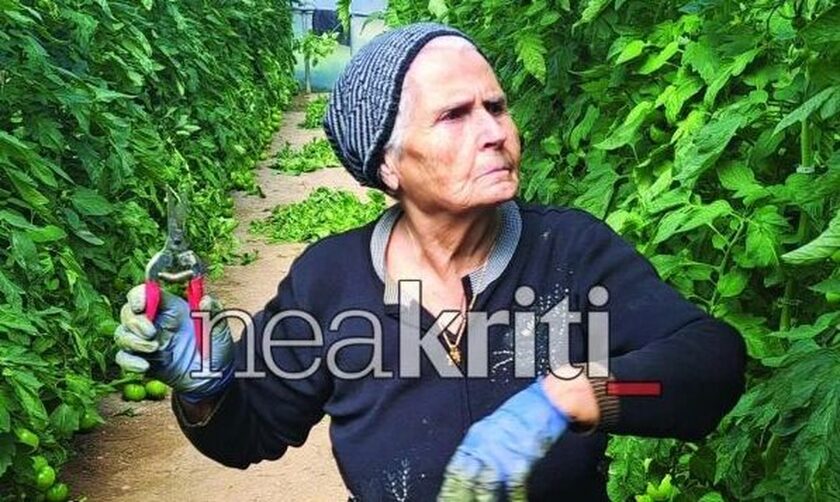 Ιεράπετρα: Λεβέντισσα γιαγιά δουλεύει στα 84 της στα θερμοκήπιά της - Δεν βρίσκει εργάτες