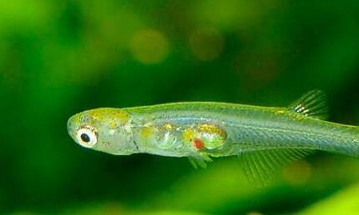 Μικροσκοπικό ψάρι μπορεί να παράγει ήχο περισσότερο από ένα τρυπάνι