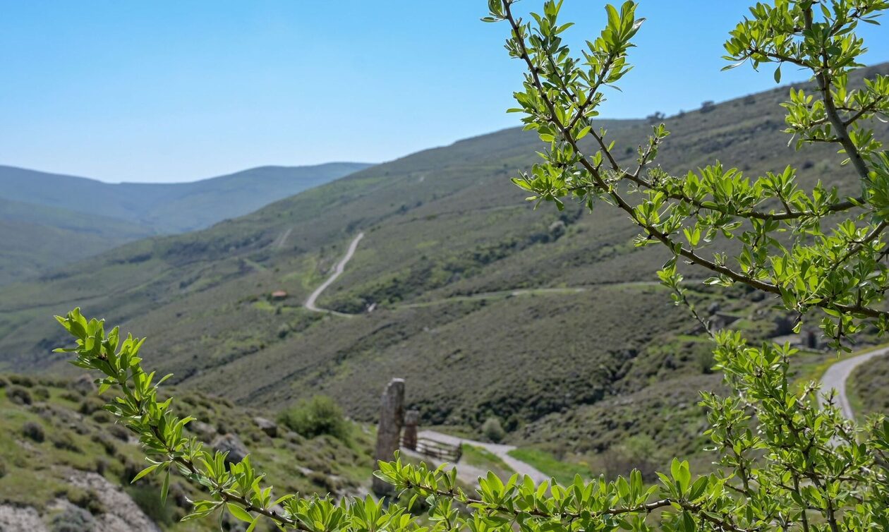 Μυτιλήνη: Η ανοιξιάτικη ανθοφορία στο πάρκο του Απολιθωμένου Δάσους   