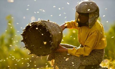 Αλεξανδρούπολη: Μελισσοκόμος παράγει μέλι με φύλλα… 24αρων καρατίων