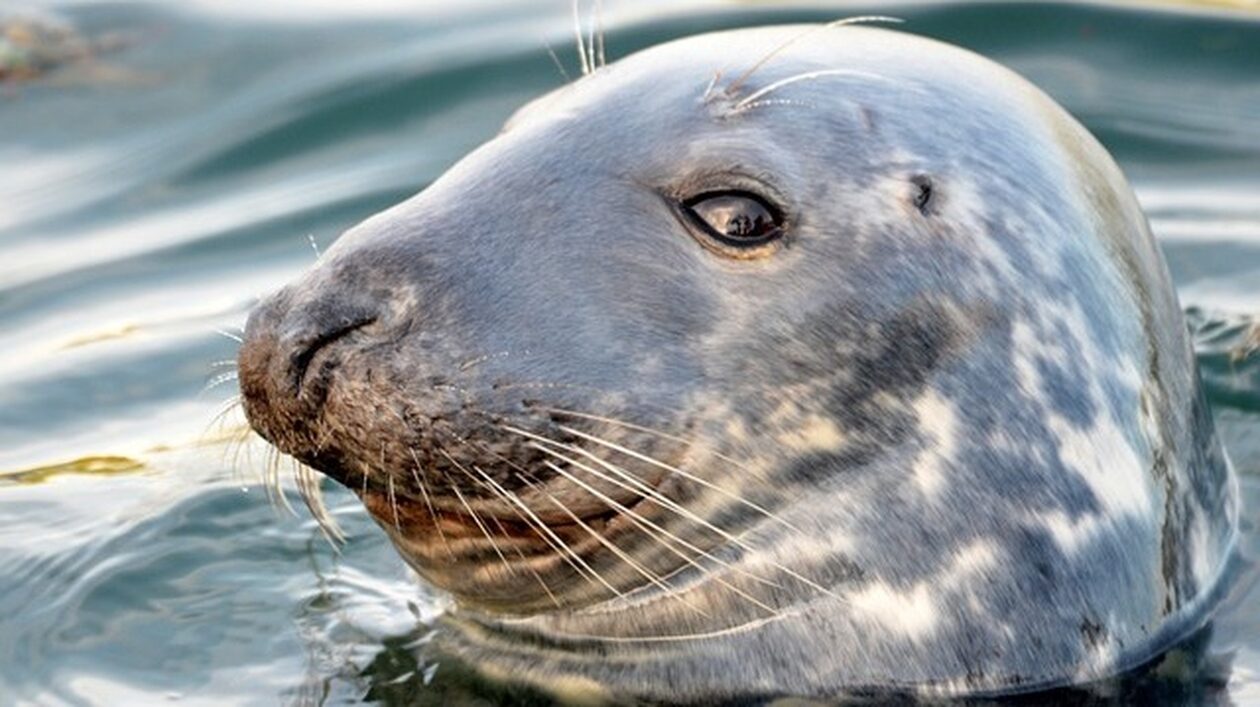 Θέρετρο για... φώκιες: Γιατί τα χαρτωμένα θηλαστικά συνωστίζονται στην παραλία του Νόρφολκ