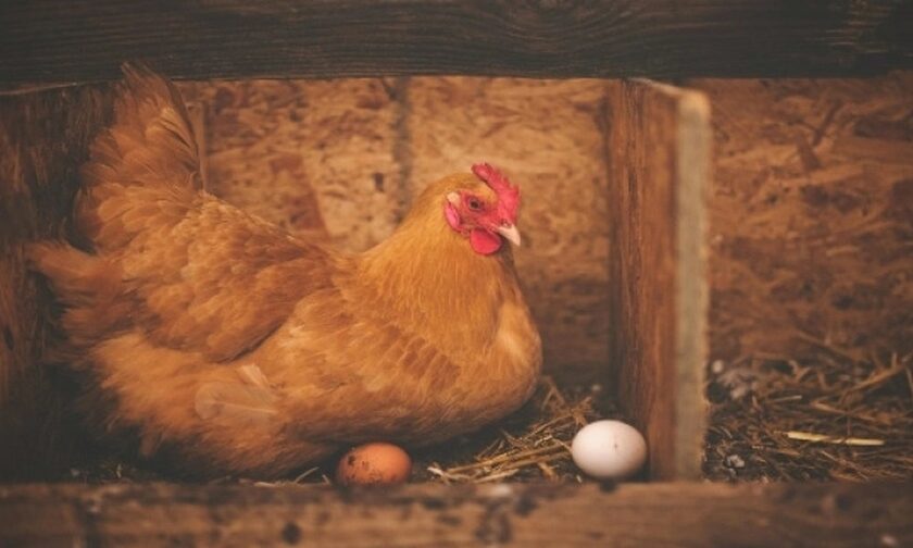 Οι επιστήμονες έδωσαν απάντηση στο αιώνιο ερώτημα: Τελικά η κότα κάνει το αυγό ή το αυγό την κότα;