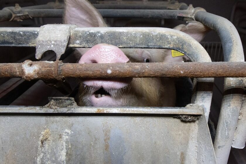 Νίκη για τα δικαιώματα των ζώων: Καταδικάστηκε χοιροτροφική μονάδα για κακοποίηση των χοίρων