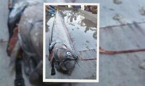 Ταϊλάνδη: Το τεράστιο ψάρι που είναι προμήνυμα για μεγάλο σεισμό και τσουνάμι