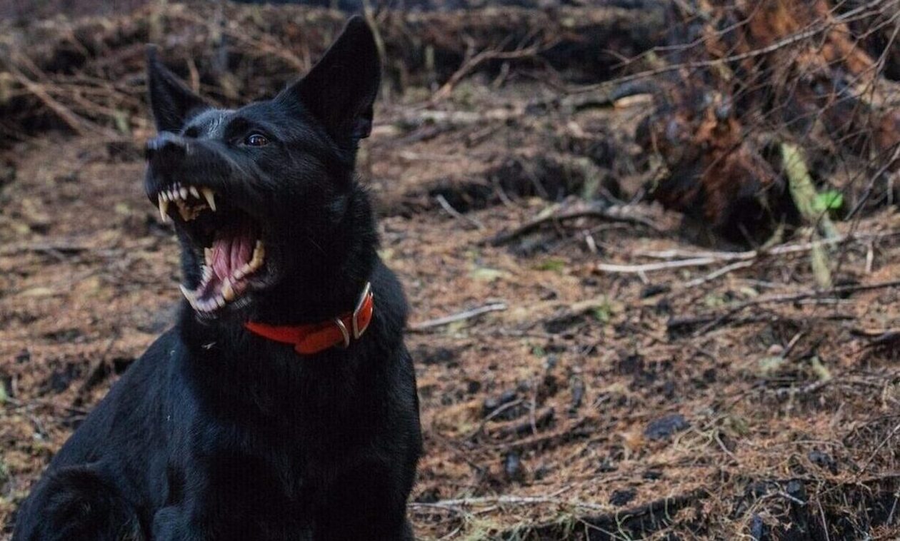 Σοκάρει επίθεση αγέλης σκύλων σε 17χρονη: «Είχε 58 δαγκωματιές» - Φωτογραφίες ντοκουμέντο
