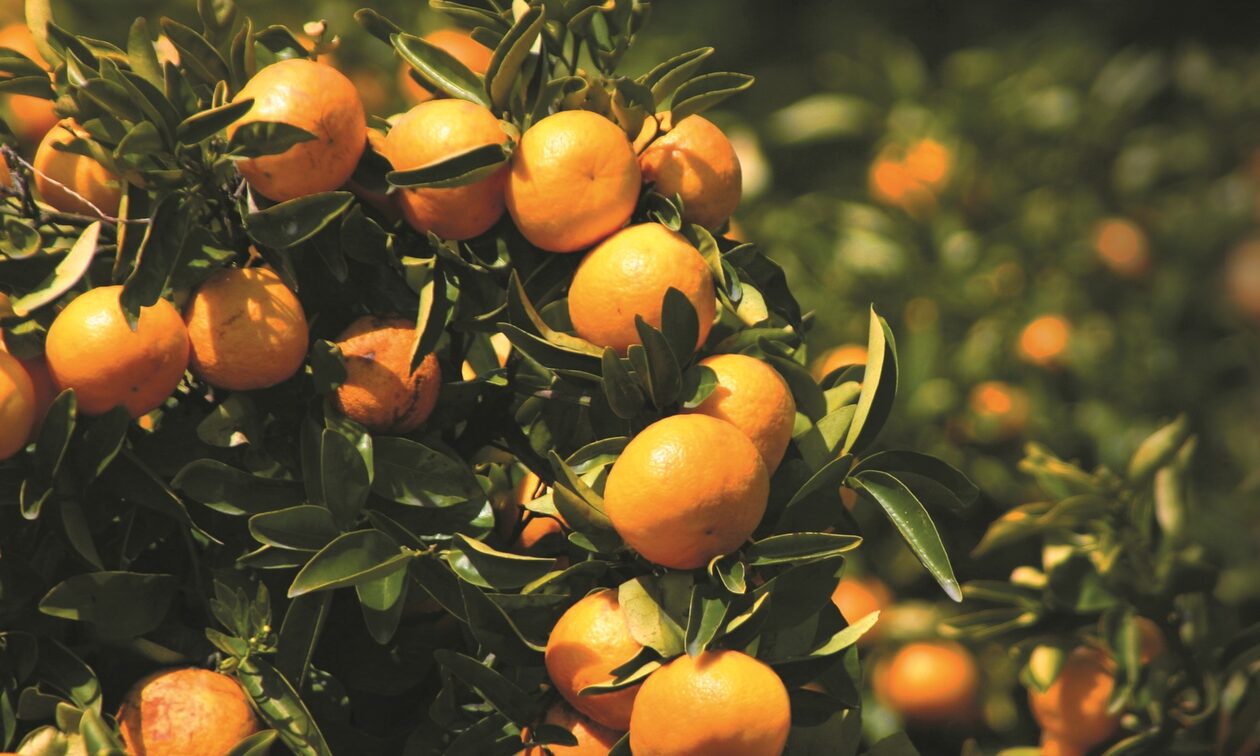 Ακρίβεια: Είδος πολυτελείας ο χυμός πορτοκάλι - Στα ύψη η τιμή στο ράφι λόγω μείωσης παραγωγής