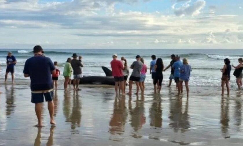 Αυστραλία: Σπάνιος λευκός καρχαρίας ξεβράστηκε σε παραλία