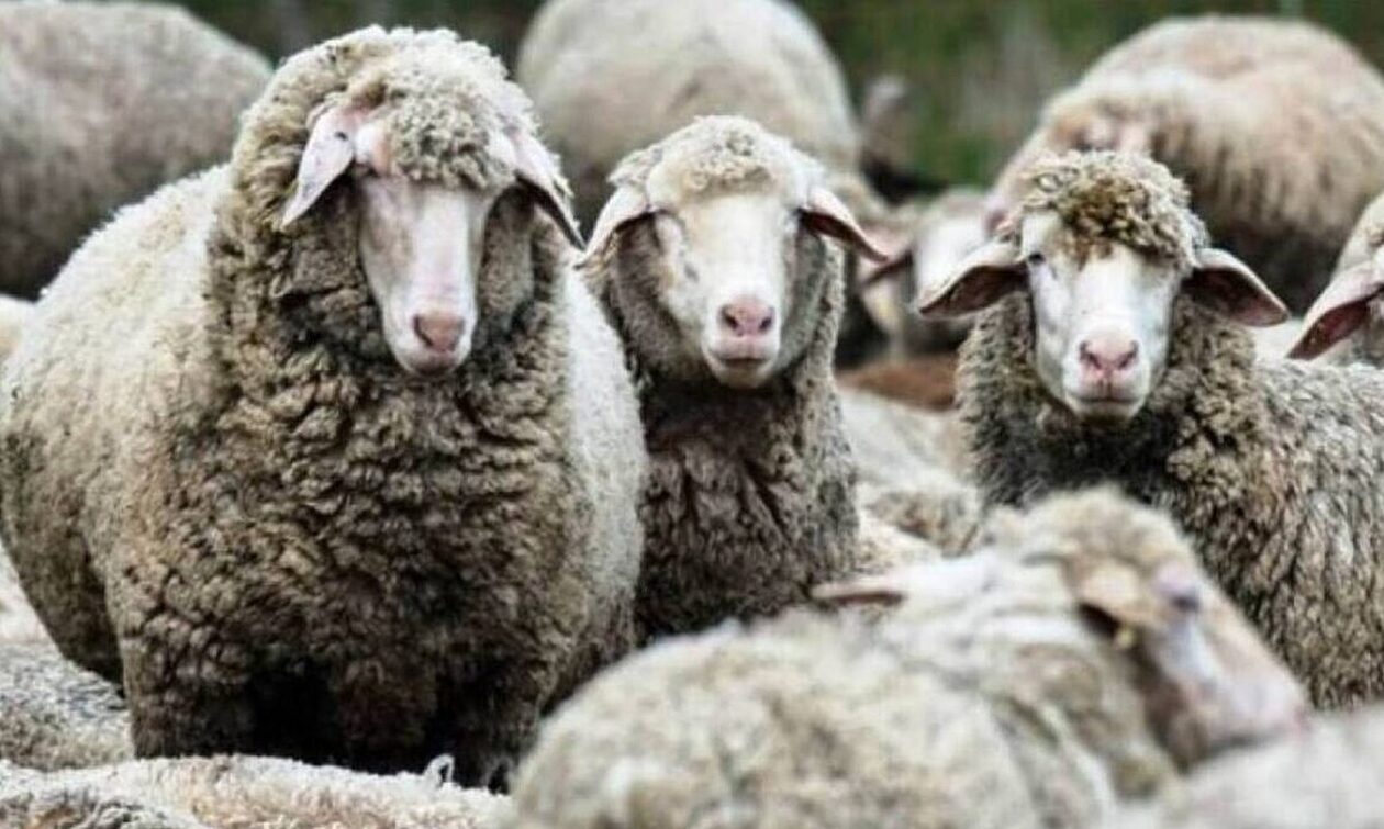 Θρίλερ στην Κρήτη: Το σπάνιο φαινόμενο που σκοτώνει τα πρόβατα - Τι λένε οι ειδικοί