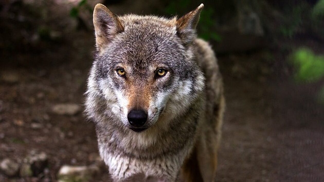 Πτολεμαΐδα: Θηλυκός λύκος βρέθηκε νεκρός από τροχαίο στην Εγνατία οδό
