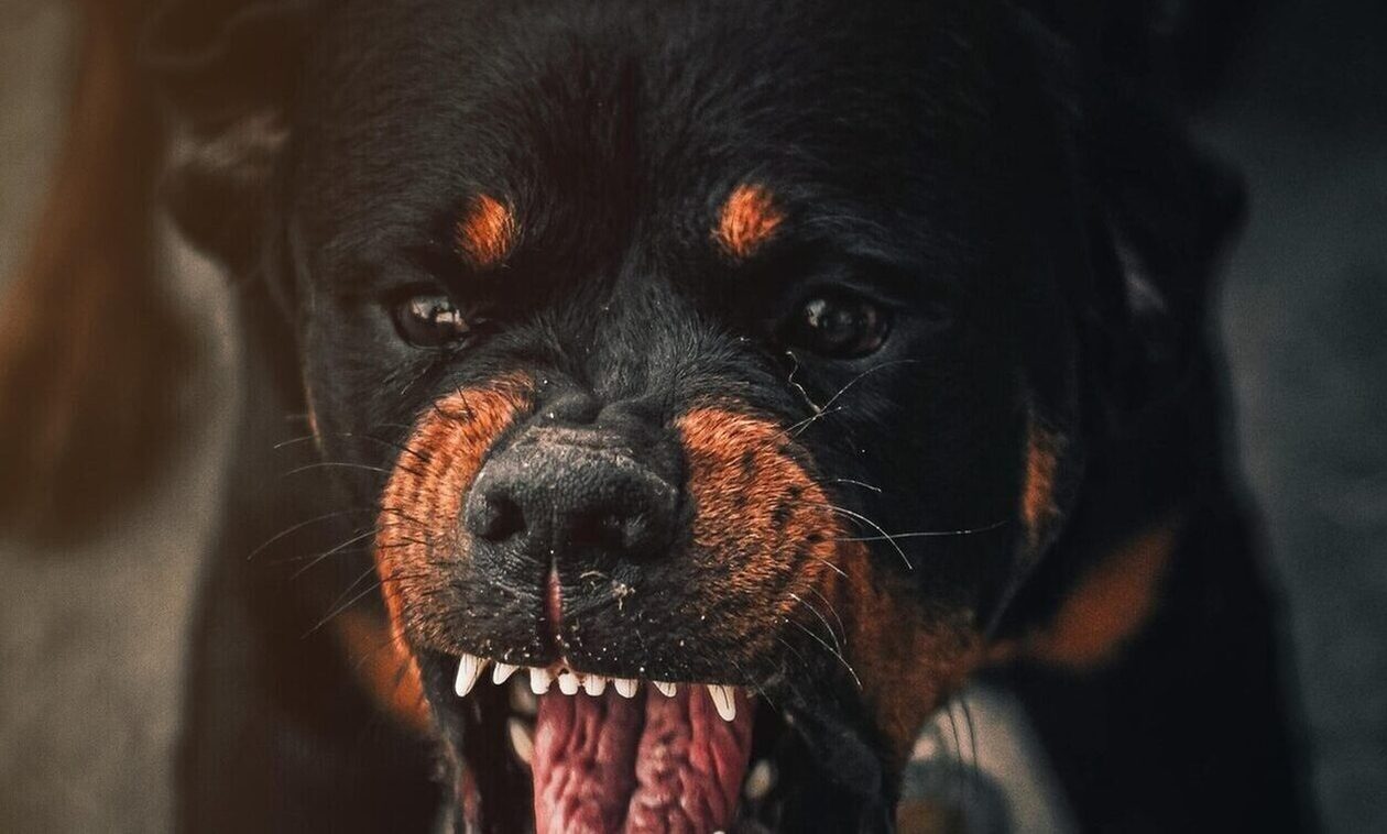 Αλόννησος: Συνελήφθη ο ασυνείδητος ιδιοκτήτης σκύλου - Ακρωτηρίασε το χείλος 33χρονου