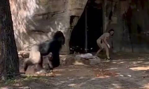 Τρομακτικό βίντεo: Η στιγμή της επίθεσης γορίλα σε φύλακες ζωολογικού κήπου