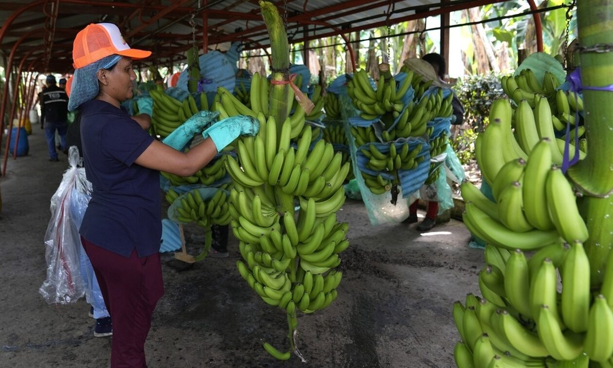 Mπανάνες: Θα γίνει φρούτο προς εξαφάνιση; Η κλιματική αλλαγή και οι απειλές για αύξηση στην τιμή της
