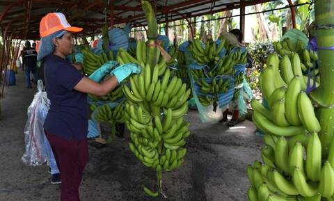 Mπανάνες: Θα γίνει φρούτο προς εξαφάνιση; Η κλιματική αλλαγή και οι απειλές για αύξηση στην τιμή της