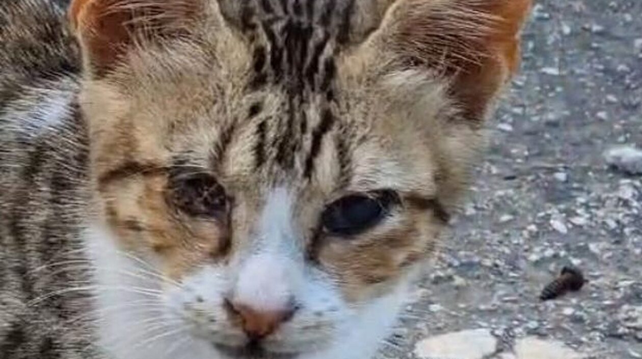 Tυφλό γατάκι χάθηκε σε πτήση από Χανιά για Μόναχο - Τι ανακοίνωσε η Aegean