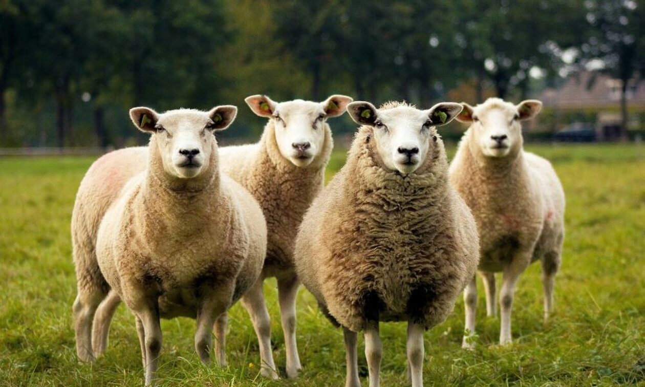 Σοκ στις ΗΠΑ: Συνελήφθη αγρότης που έφτιαχνε πρόβατα... Φρανκενστάιν - Η αρρωστημένη δράση του