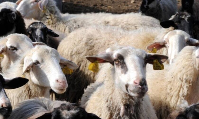 «Εισβολή» ψύλλων σε όλη την Κρήτη – Συναγερμός για την εμφάνισή τους σε αιγοπρόβατα