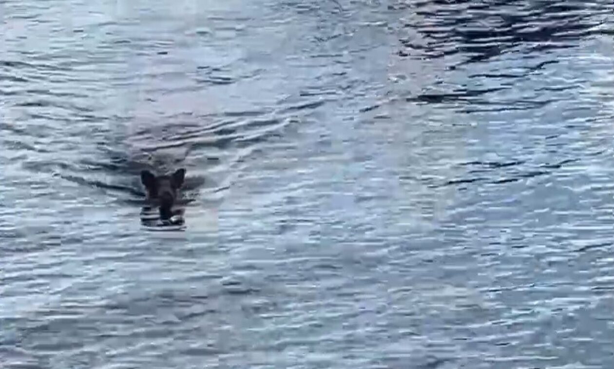 Μαγνησία: Αγριογούρουνο κολύμπησε ένα χιλιόμετρο για να γλιτώσει από το στόμα του λύκου