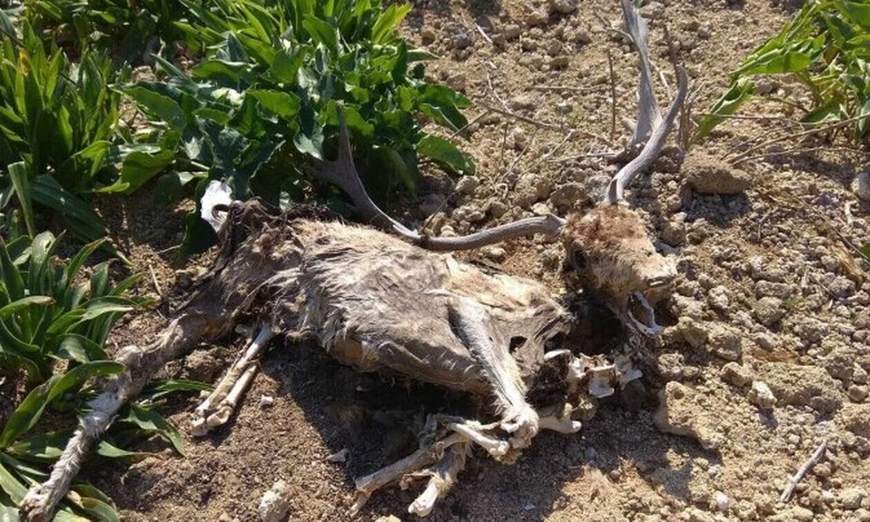 Έρευνα σε βάθος για τα νεκρά ελάφια στη Ρόδο: «Υποσιτίζονται» - Τι λέει η πρόεδρος της φιλοζωικής