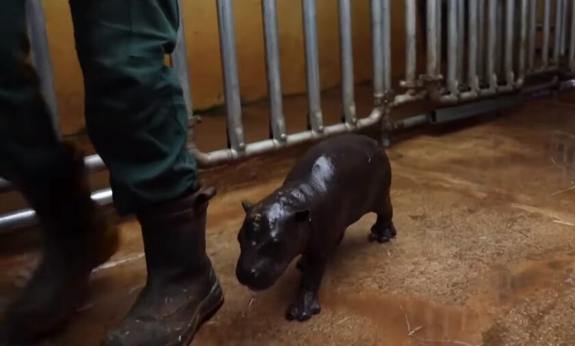 Αττικό Ζωολογικό Πάρκο: Γεννήθηκε σπάνιος πυγμαίος ιπποπόταμος