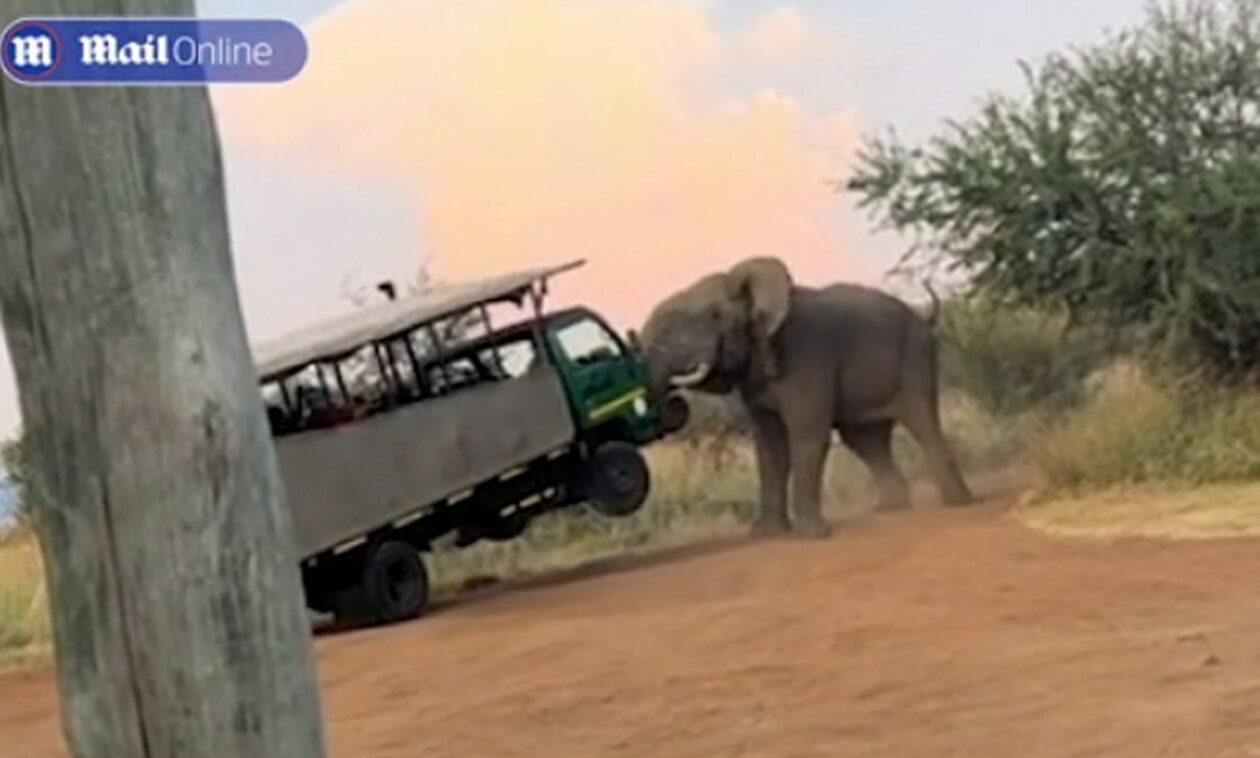 Νότια Αφρική: Εφιάλτης για τους τουρίστες το σαφάρι: Ελέφαντας σήκωσε στον αέρα το λεωφορείο τους