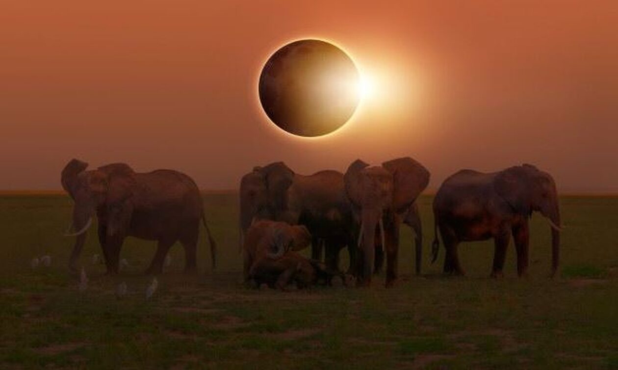 Ολική έκλειψη ηλίου 2024: Πότε θα γίνει και γιατί «τρελαίνει» τα ζώα και τη συμπεριφορά τους