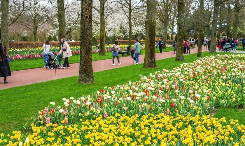 Ο μεγαλύτερος κήπος με τουλίπες στον κόσμο γιορτάζει τα 75α γενέθλιά του