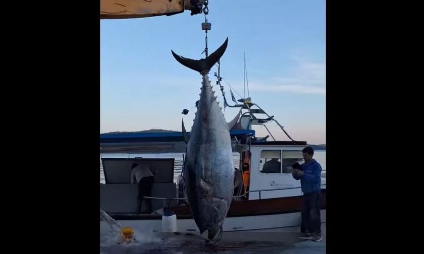 Φθιώτιδα: Ψαράδες αλίευσαν τόνο βάρους μισού τόνου στον Αστακό