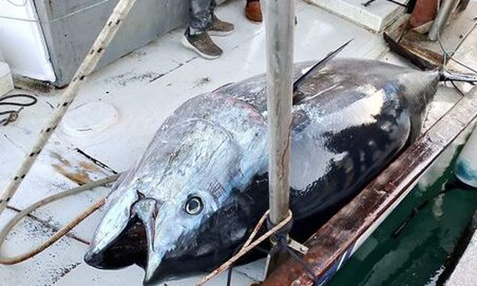 Αστακός: Αλιεύτηκε τόνος βάρους 485 κιλών - Τον έβγαλαν στη στεριά με γερανό
