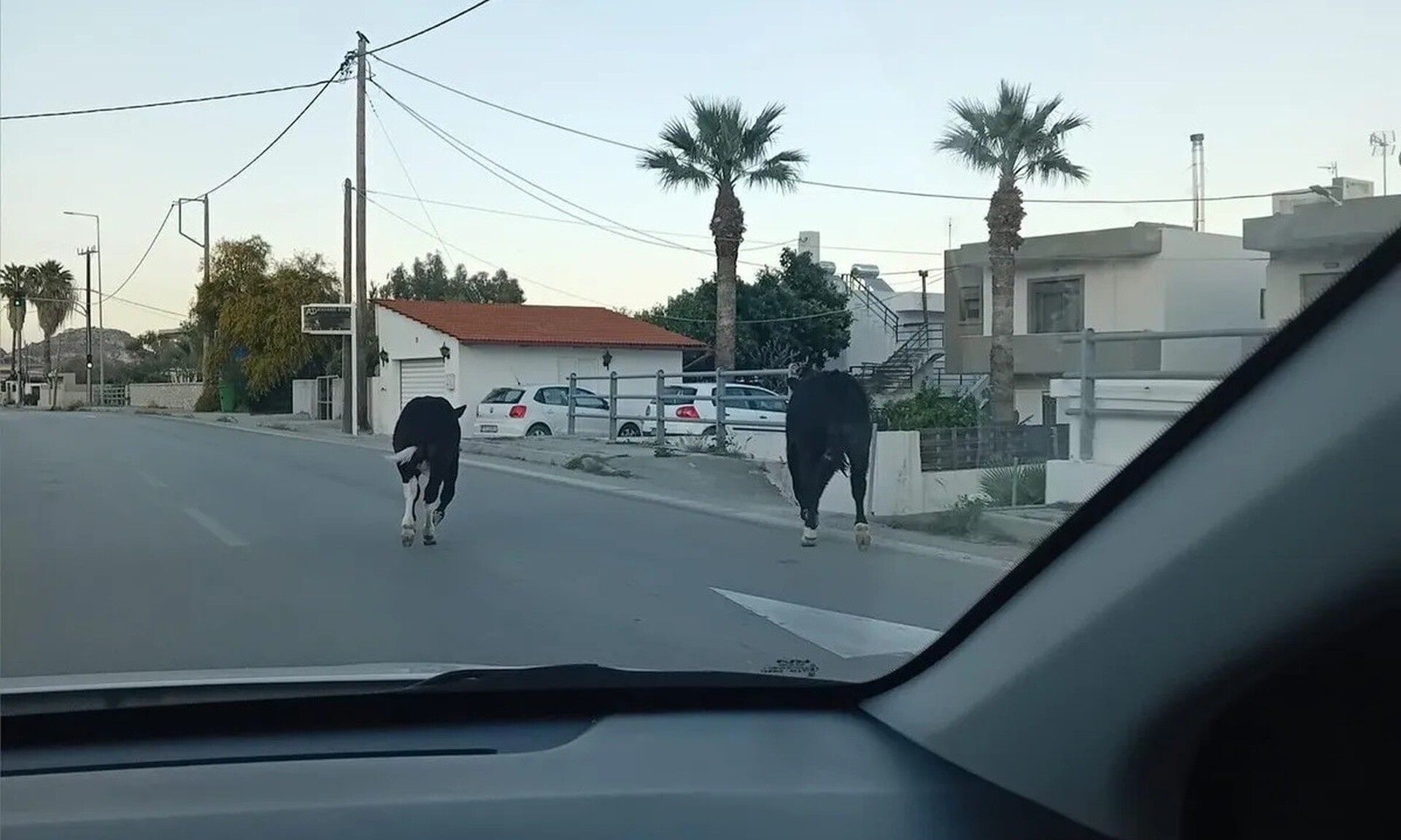 Περίεργο περιστατικό στη Ρόδο: Εμφανίστηκαν αγελάδες στην Λεωφόρο του νησιού