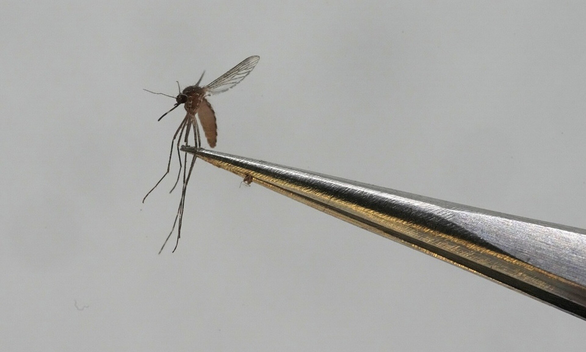 Τα κουνούπια απειλούν τη δημόσια υγεία: Μεταφέρουν ιό του δυτικού Νείλου, ελονοσία, δάγκειο πυρετό