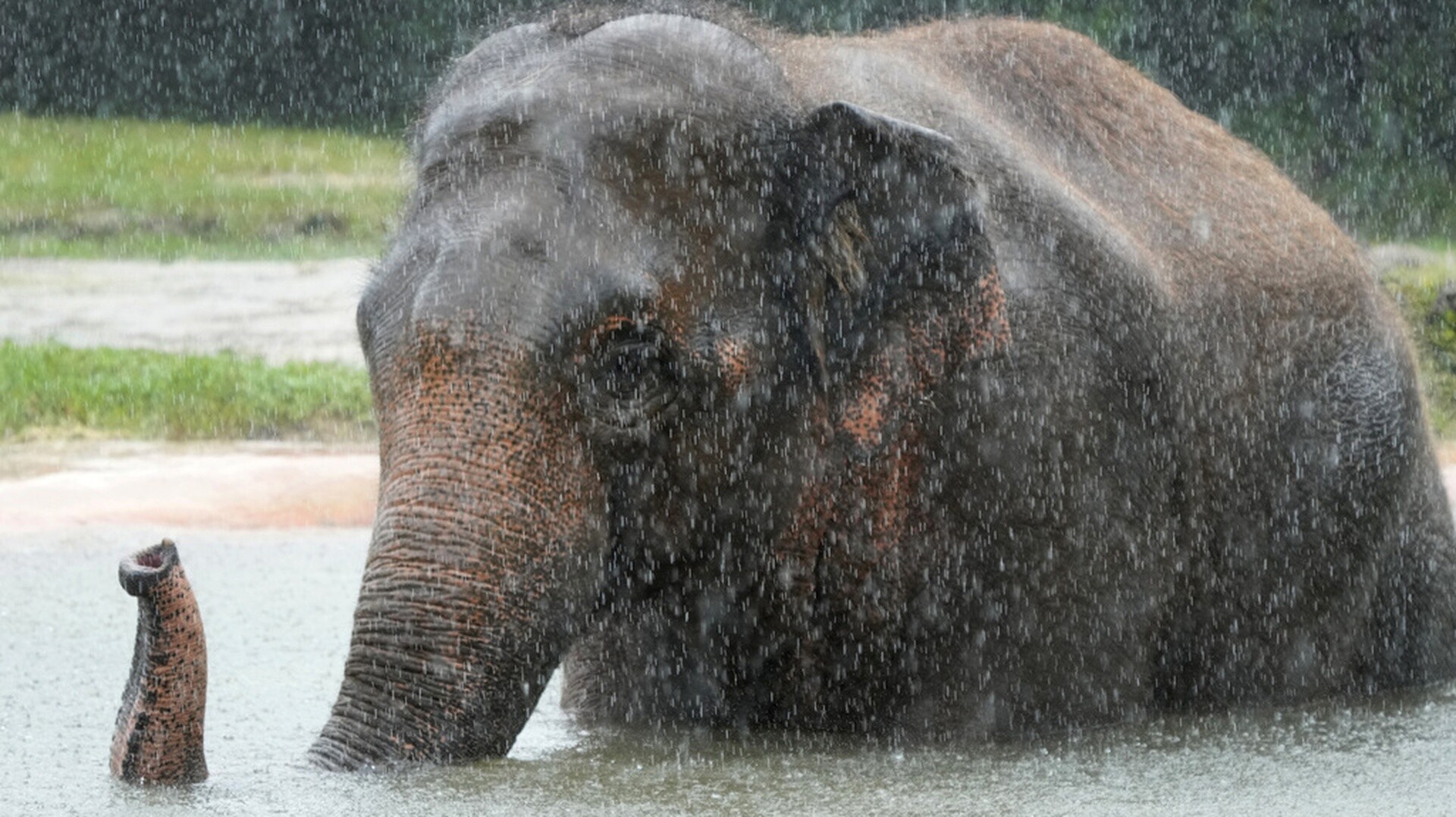 Ο πρόεδρος της Μποτσουάνα απειλεί... να στείλει 20.000 ελέφαντες στη Γερμανία