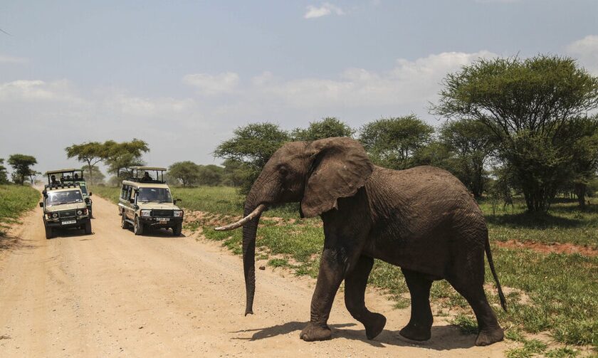 Φονική επίθεση ελέφαντα στη Ζάμπια