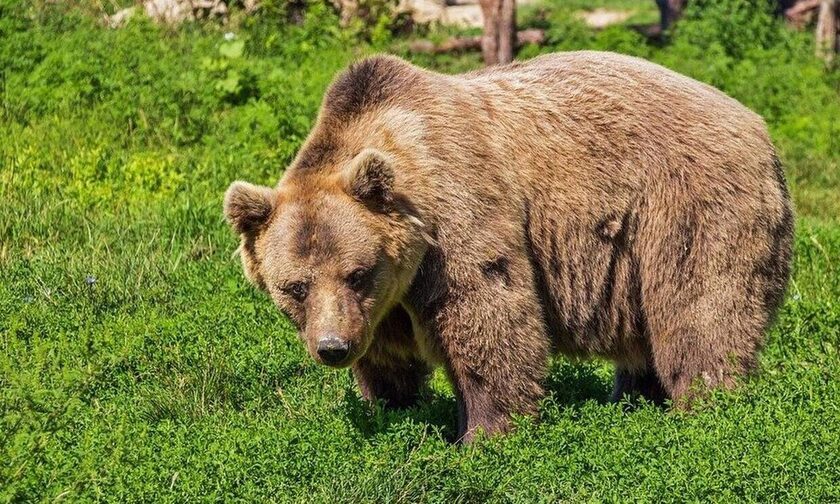 Νεκρή αρκούδα από δηλητηριασμένα δολώματα στα Γρεβενά (pics)