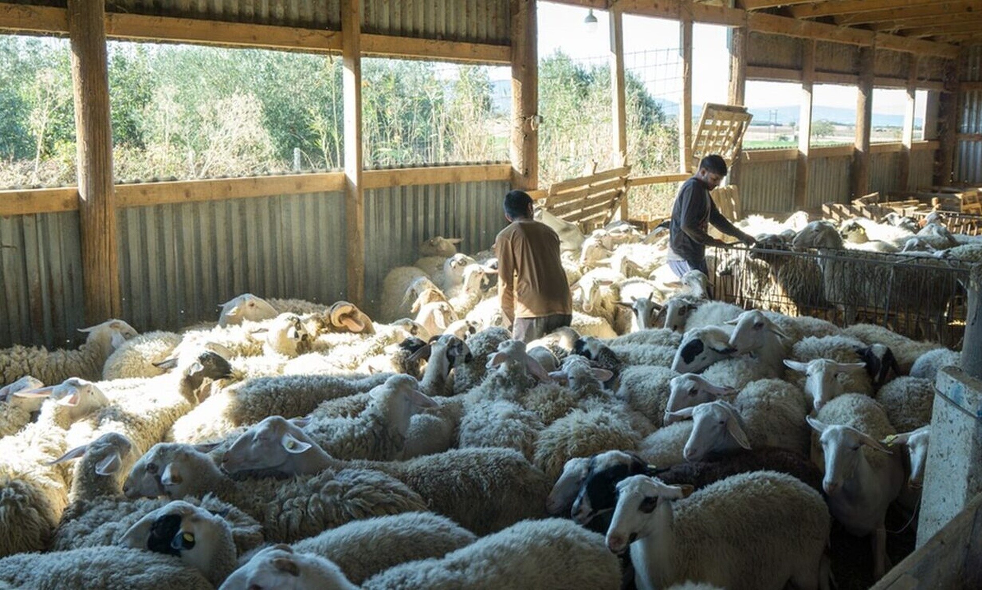 Θεσσαλία: Άλυτα παραμένουν τα σοβαρά προβλήματα του κτηνοτροφικού κλάδου υποστηρίζουν οι κτηνοτρόφοι