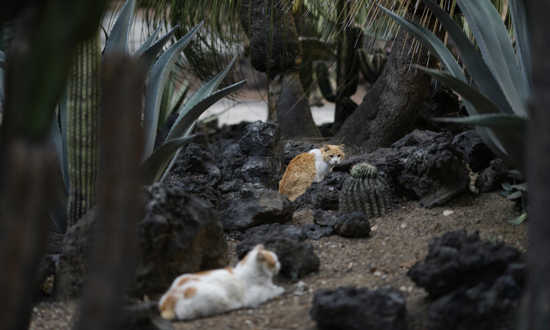 Μεξικό: «Ελευθέρας» στο Εθνικό Παλάτι για 19 γάτες - Ο τίτλος τιμής που τους αποδόθηκε