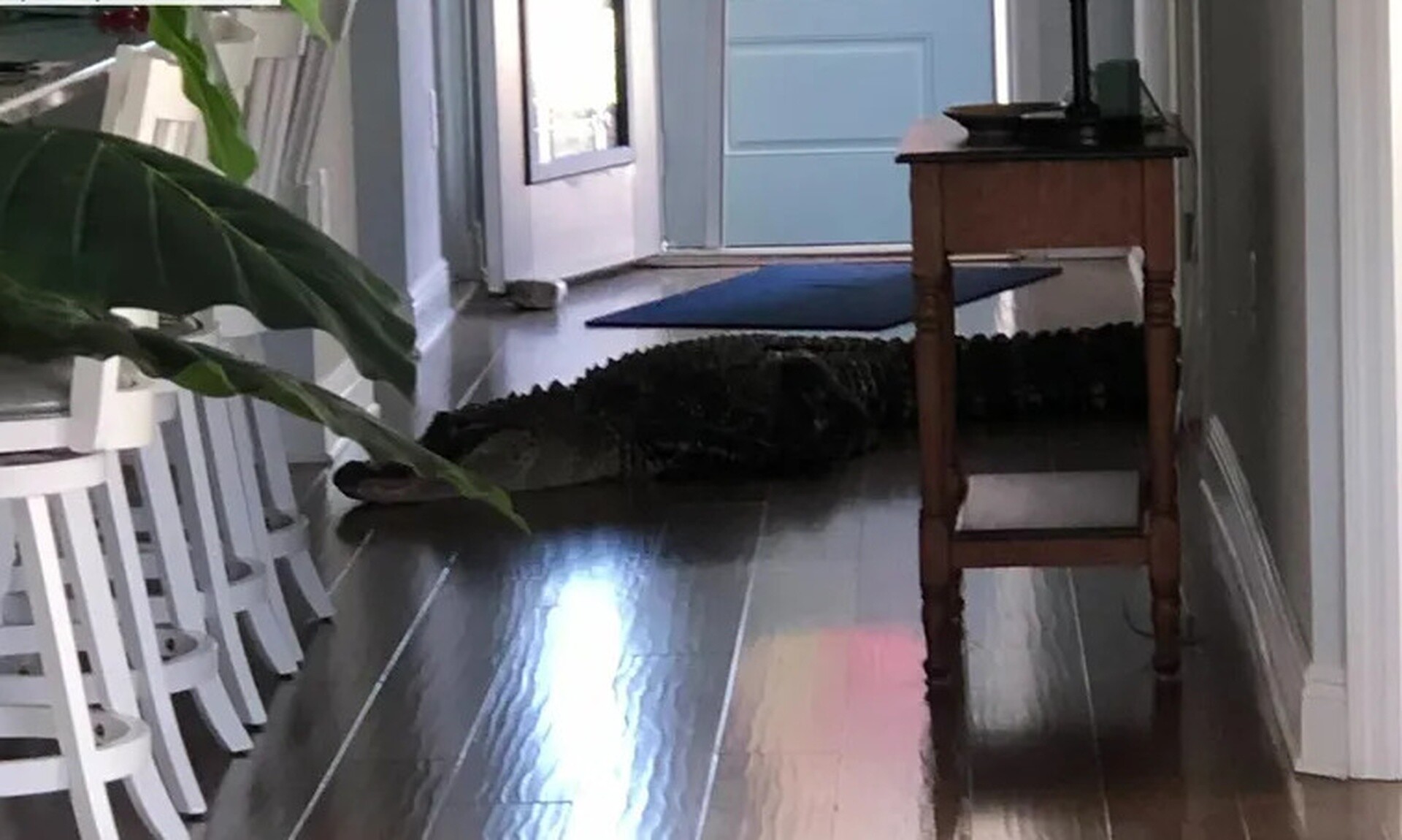 Φλόριντα: Αλιγάτορας μήκους 2 μέτρων εισέβαλε σε σπίτι - «Έτρεμα τόσο πολύ δεν ήξερα τι να κάνω»