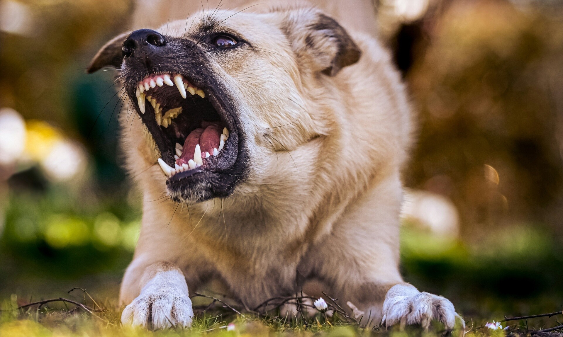 Μάστιγα οι επιθέσεις σκύλων από την αρχή της χρονιάς στην Ελλάδα - Ζουν με τον φόβο οι πολίτες