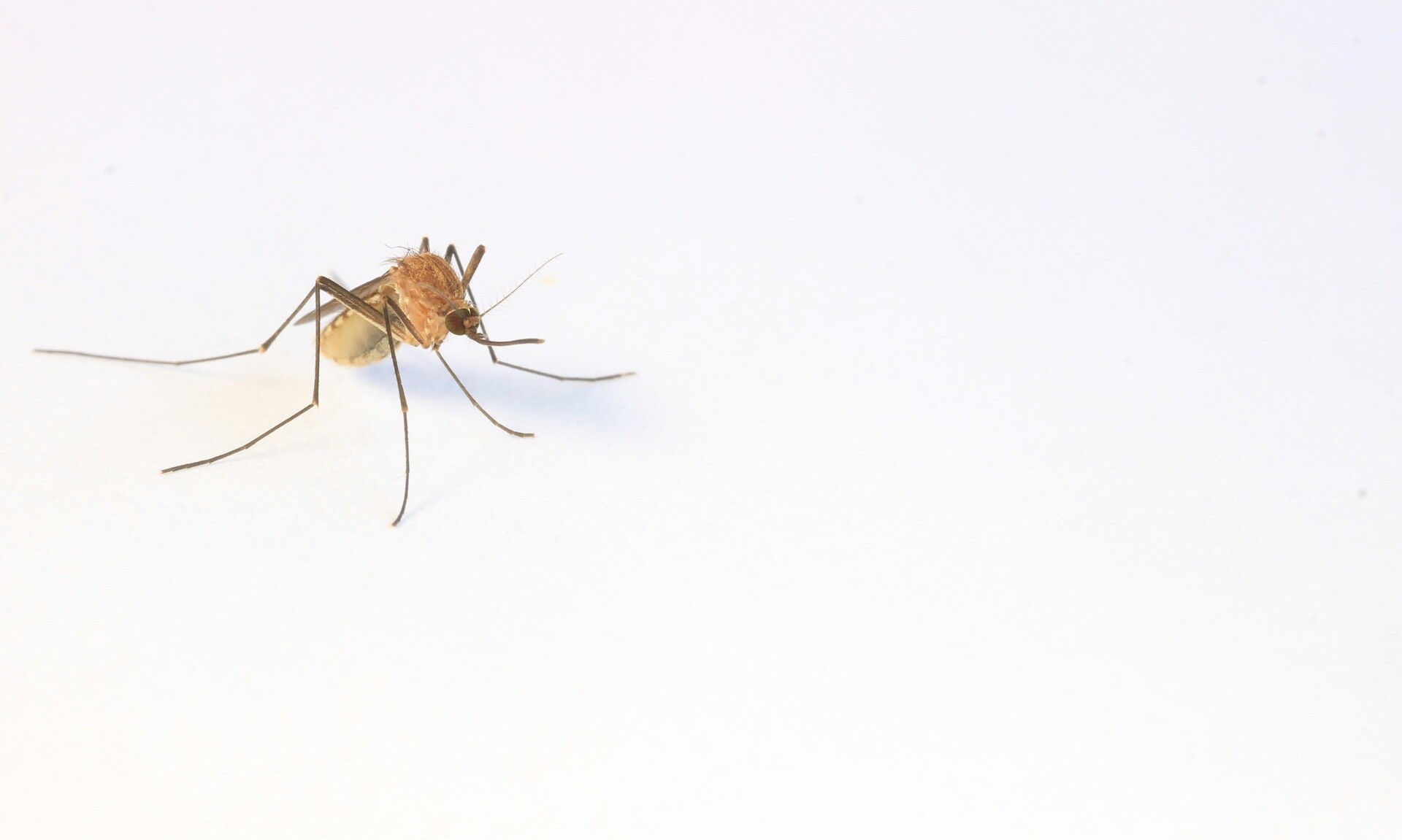 Γιατί έχουμε νωρίτερα φέτος κουνούπια - Πού οφείλεται η πρώιμη έναρξη της εποχής τους