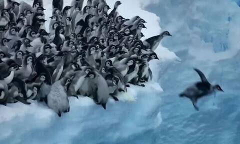 Mωρά πιγκουίνοι βουτάνε σε γκρεμό 15 μέτρων για το παρθενικό τους κολύμπι -
