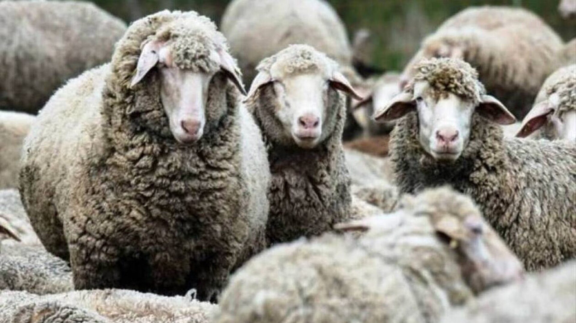 Ευρυτανία: Ειδικά περιλαίμια σε πρόβατα και κατσίκια για να διώχνουν τους λύκους