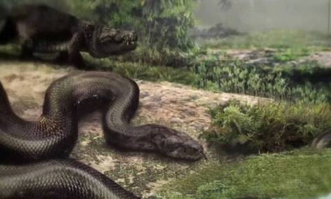 Τιτανοβόας: Το κολοσσιαίο φίδι που έσπερνε τρόμο στο διάβα του