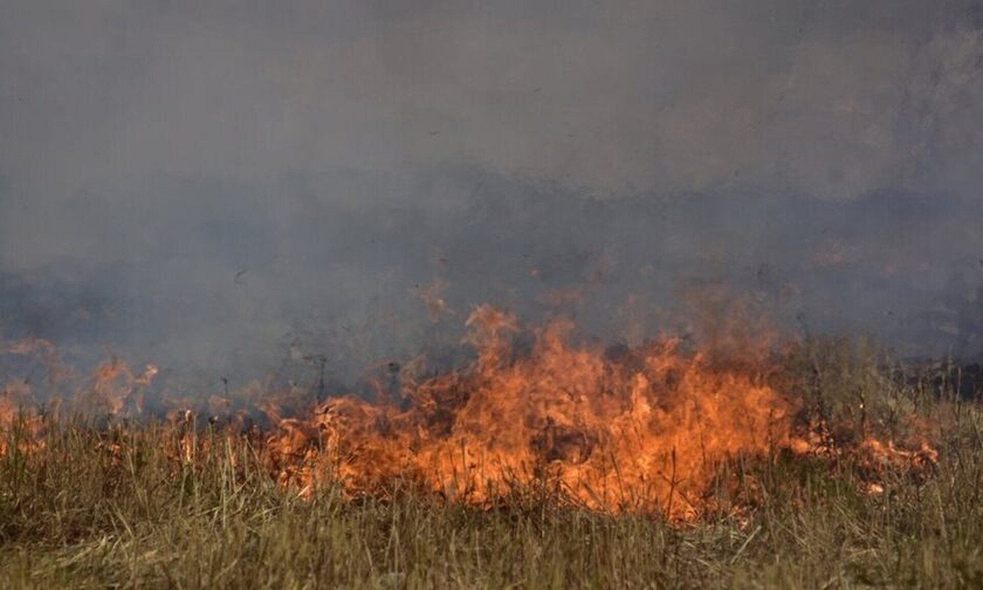 Λάρισα: Φωτιά σε δασική έκταση στην Αγιά