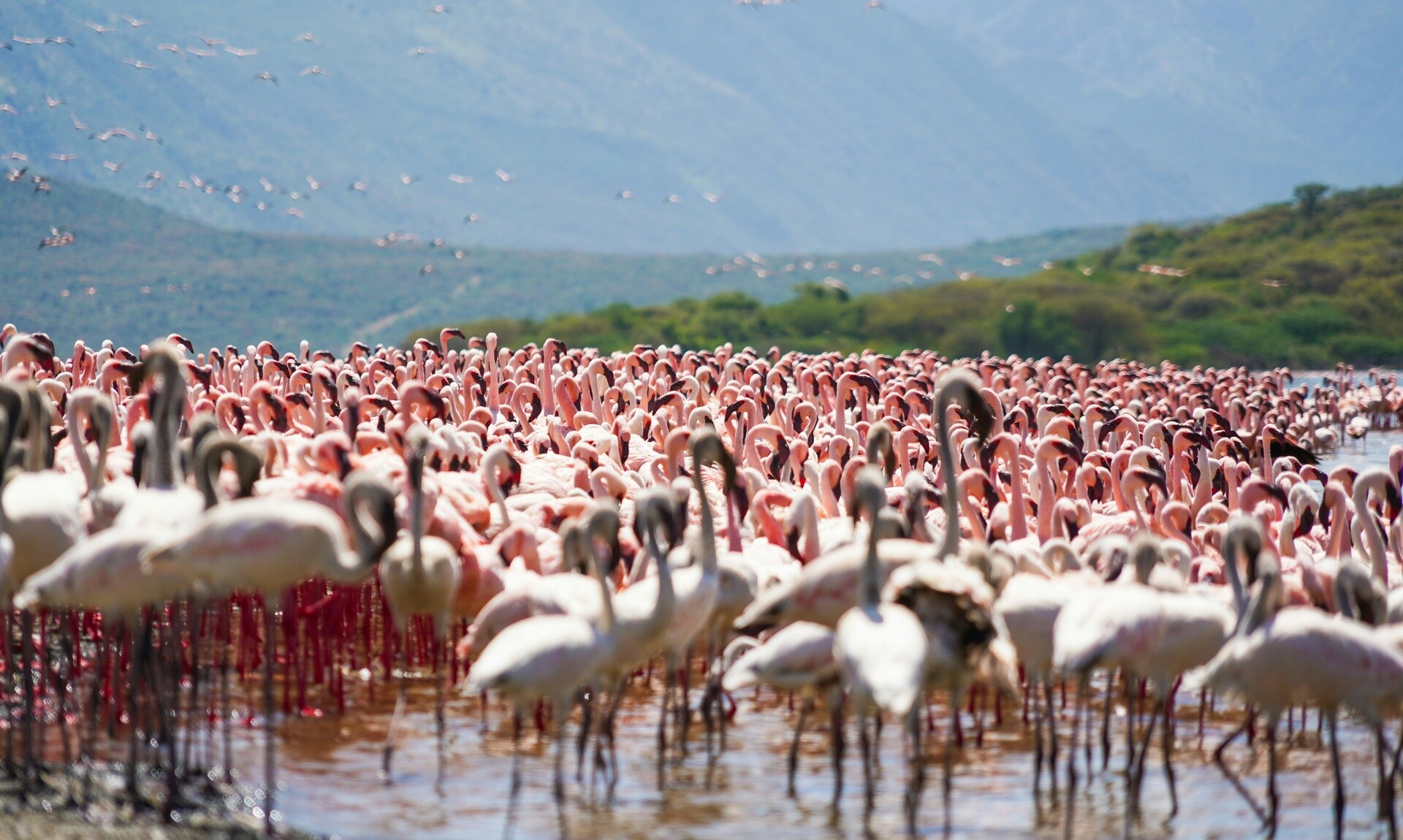 Κινδυνεύουν με εξαφάνιση τα ροζ φλαμίνγκο στις λίμνες της Αφρικής